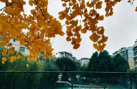 重庆市潼南恩威职业高级中学校简介 重庆市潼南恩威职业高级中学校简介